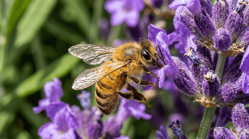 Honeybee